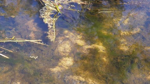 Pond Water Surface with Algae Stock Footage 293278965