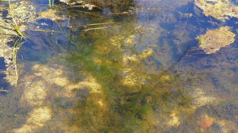 Pond Water Surface with Ripples Stock Footage 293262004