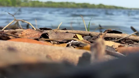 Pond water surface summer day time nature landscape. Low angle view. Stock Footage 328211677