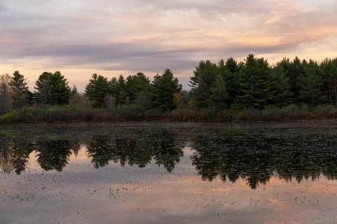 Pond water with tree reflections in evening during autumn Stock Photos
