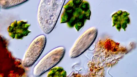 Pond water under microscope, protozoa and microalgae 스톡 동영상 317787670