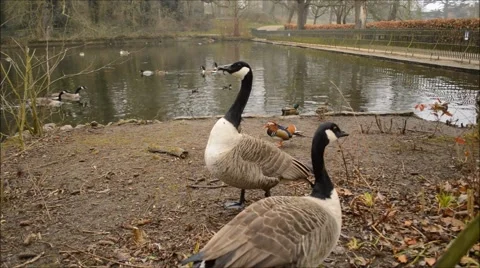 Pond of waterbirds Stock Footage 61219178