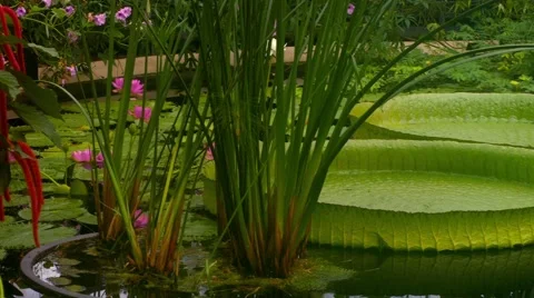 A pond with waterlily Stock Footage 64011659