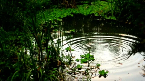Pond &amp; Waves Video stock 533064