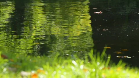 Pond waves Stock Footage 863178