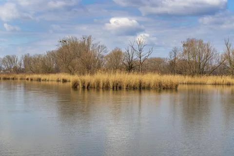 A pond on which grass grows on the edge of the shore. In the distance are t.. Stock Photos