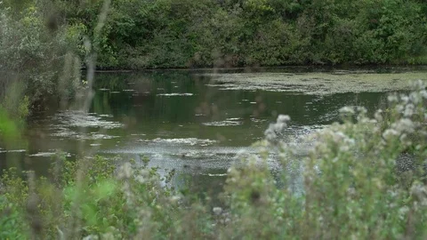POND WILD FLOWERS Video stock 102293420