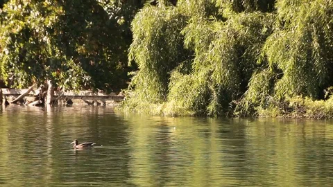 Pond Willow Trees and Ducks Stock Footage 79412846