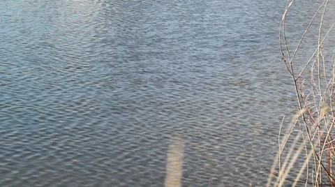 Pond on a windy day 動画素材 1002441