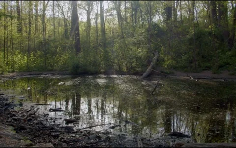 Pond in Wissahickon Stock Footage 239385826