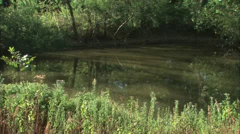 Pond in the woods Stock Footage 11078995