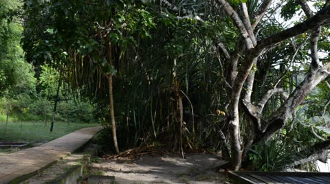 Pond in the woods Stock Footage 27102493