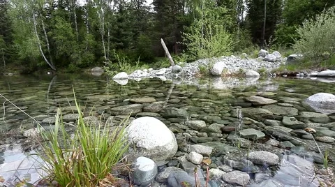 Pond in the woods 스톡 동영상 49044477