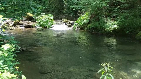 Pond in the woods 스톡 동영상 244011708