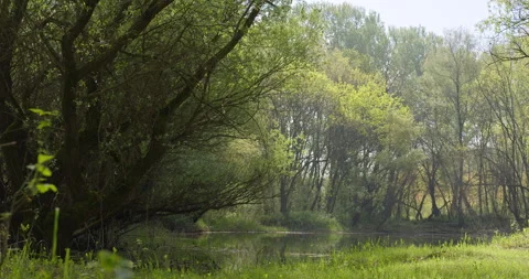 Pond in the woods Stock Footage 253110087
