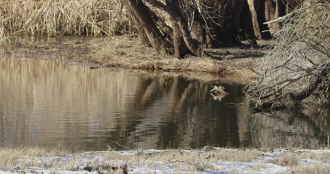 A pond in a woods Stock Footage 253199794