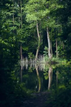 Pond in the woods Stock Photos
