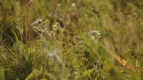Pond001993941 Stock Footage 280194672