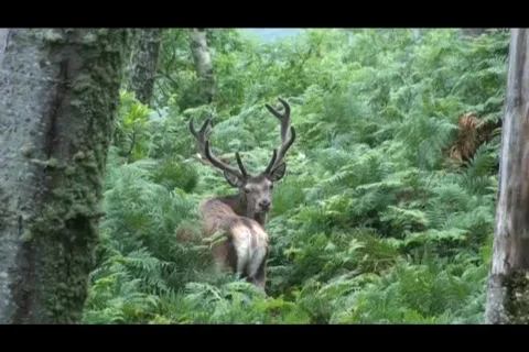 Pond1 Video stock 147089