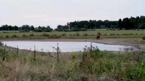 Pond2.mp4 스톡 동영상 8850275