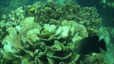 Pond5 1 Stock Footage 10837728