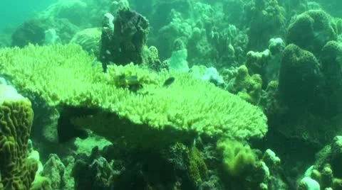 Pond5 109 Stock Footage 10886072