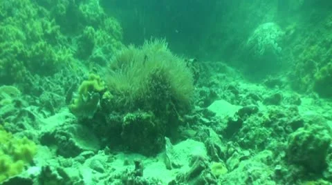 Pond5 110 Stock Footage 10883784