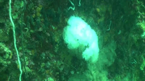 Pond5 111 Stock Footage 10886093