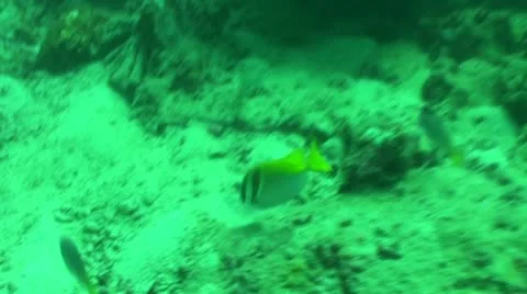 Pond5 116 Stock Footage 10883808