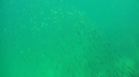 Pond5 121 Stock Footage 10883962