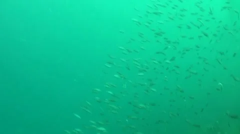 Pond5 122 Stock Footage 10883860