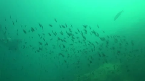 Pond5 124 Stock Footage 10886341