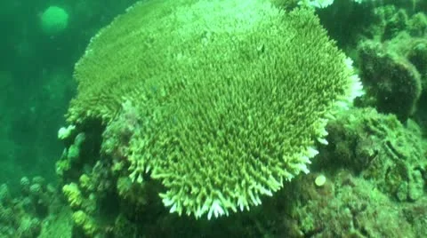 Pond5 126 Stock Footage 10883966