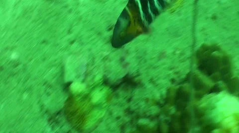 Pond5 133 Stock Footage 10884240