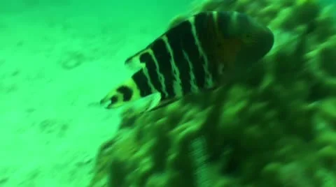 Pond5 135 Stock Footage 10886863