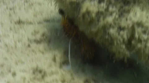 Pond5 137 Stock Footage 10893651