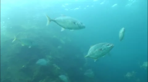 Pond5 14 Stock Footage 10838706