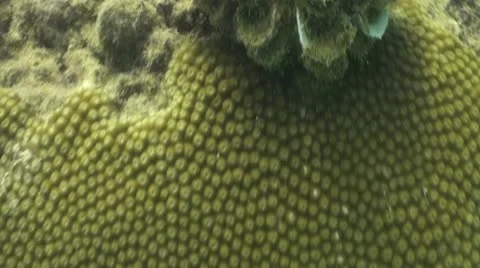 Pond5 141 Stock Footage 10893687