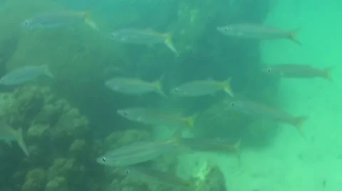 Pond5 144 Stock Footage 10893739