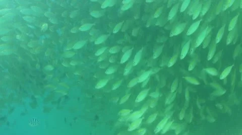 Pond5 146 Stock Footage 10893784