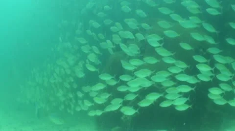 Pond5 147 Stock Footage 10893793