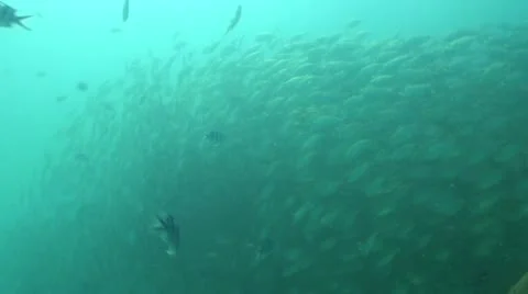 Pond5 148 Stock Footage 10893802