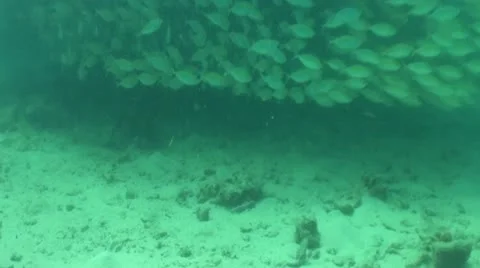 Pond5 149 Stock Footage 10893820