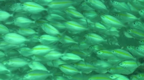 Pond5 150 Stock Footage 10893826