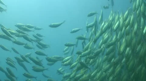 Pond5 151 Stock Footage 10893832