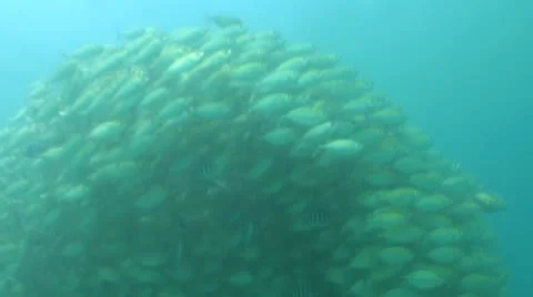 Pond5 153 Stock Footage 10893850