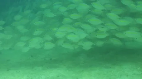 Pond5 155 Stock Footage 10893875