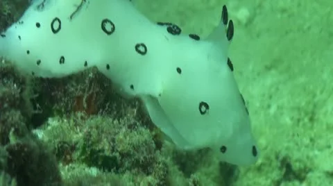 Pond5 158 Stock Footage 10893911