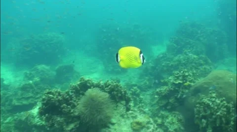 Pond5 16 Stock Footage 10837819