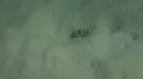 Pond5 161 Stock Footage 10893927